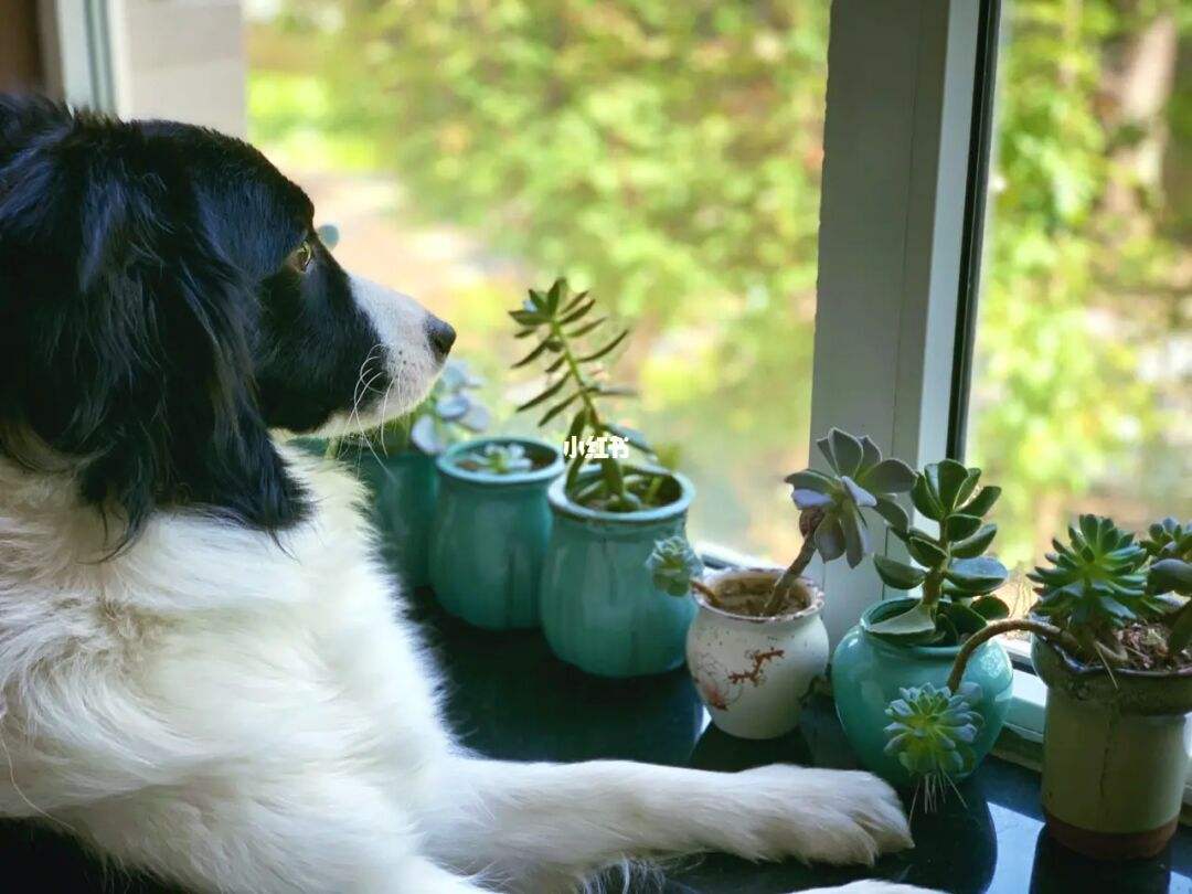 狗狗交配需要多长时间？可以将它们分开吗？