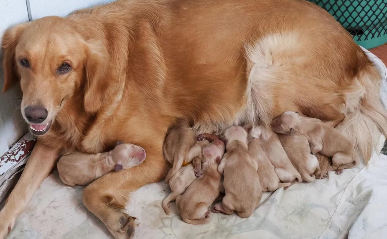 狗市买狗=肉包子打狗？普遍活不过七天，养宠小白重灾区