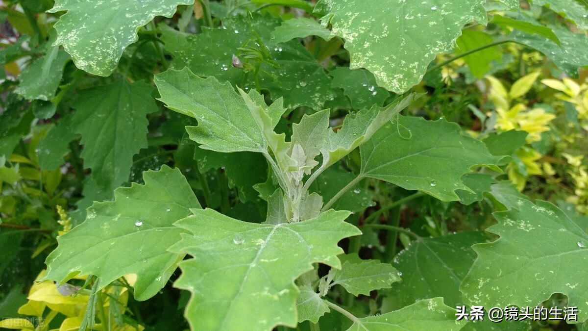 农村遍地都是宝农村的野菜挖不完,农村不要钱的野菜有哪些