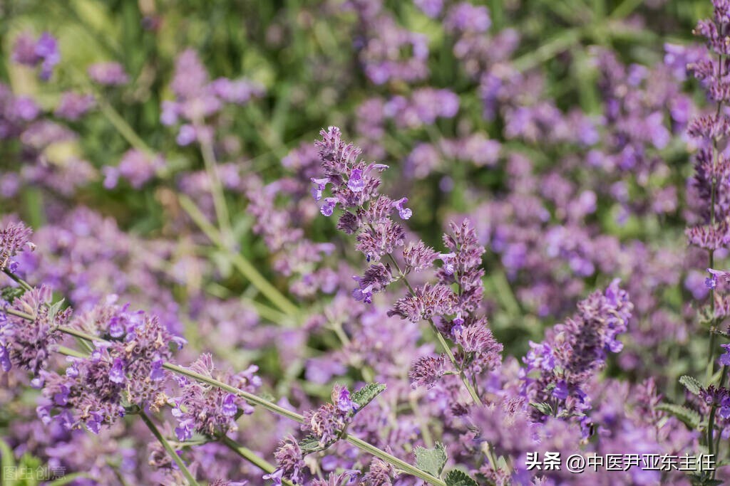 一味中药活血化瘀,一味中药有药效吗