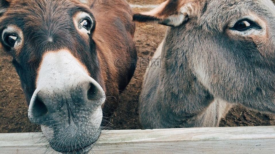 养殖毛驴利润怎么样,养殖毛驴好不好
