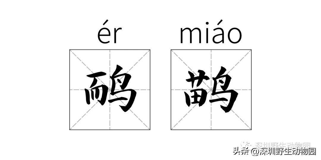 苗鸟怎么读,苗疆蛊事