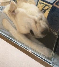 狗狗闭着眼睛睡觉代表什么,狗狗睡觉为什么会有怪异的动作