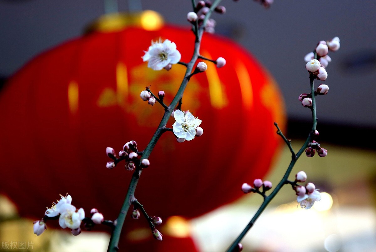 鹧鸪天四月曹建成,鹧鸪天包饺子曹建成