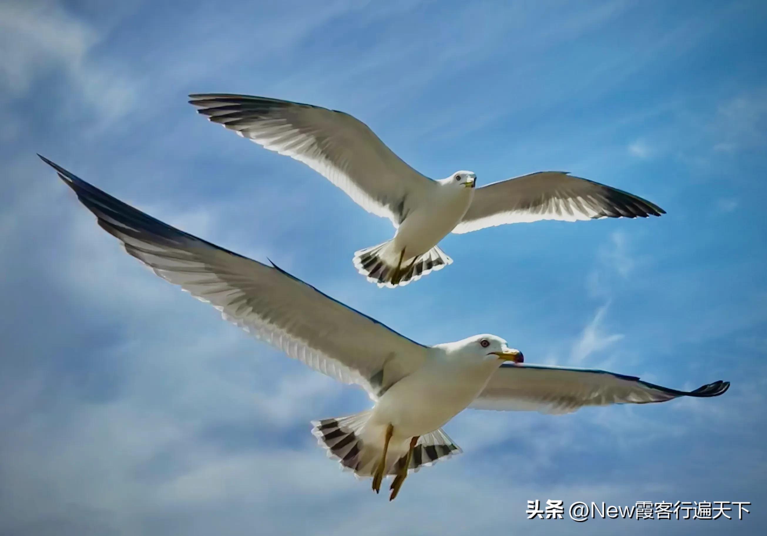 大连滨海路木栈道旅游攻略,周末徒步徜徉大连山海美景