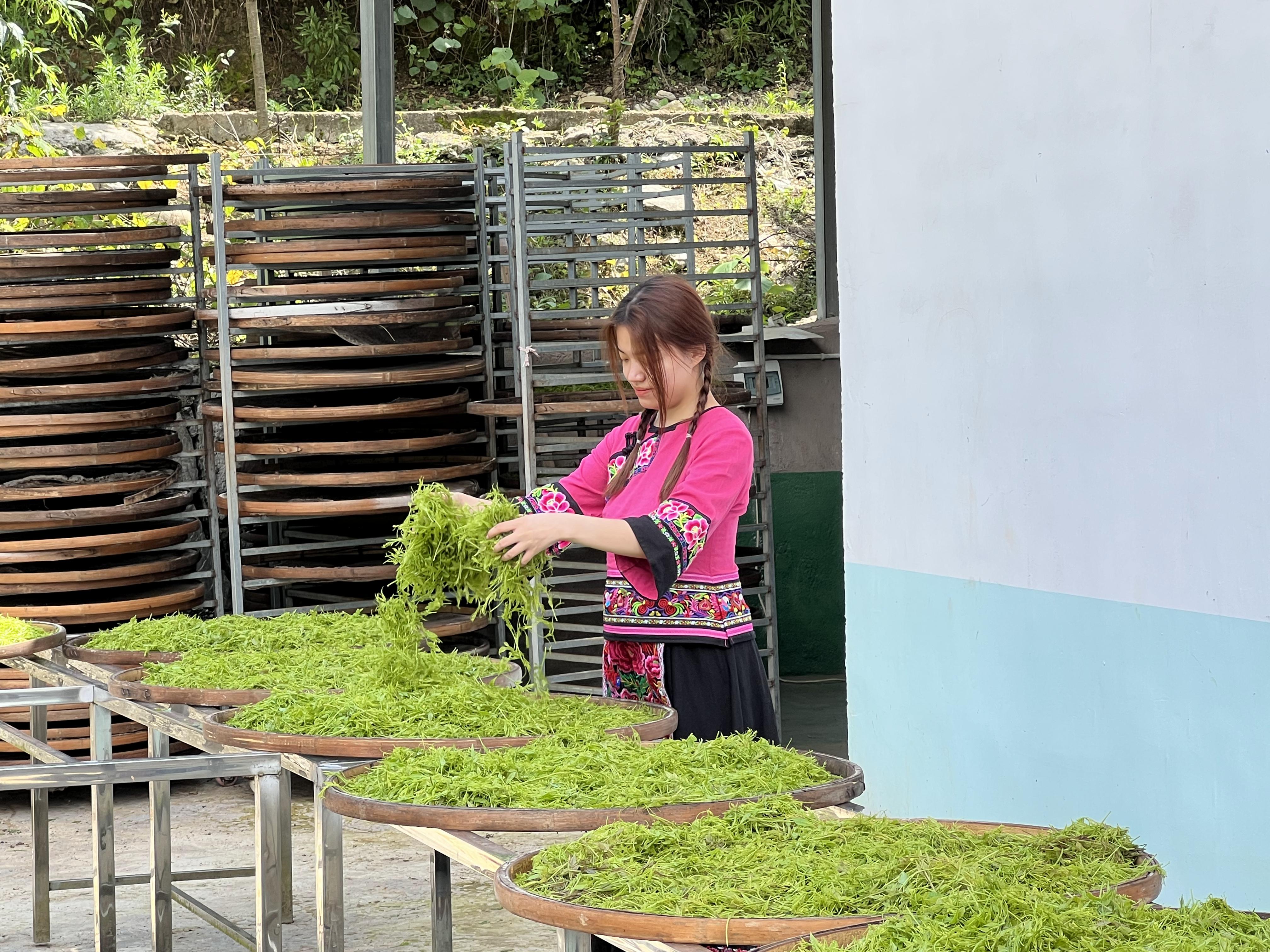 最近超级火的张家界神仙茶,张家界的神茶