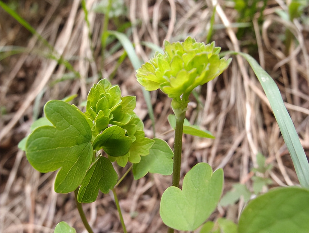 春天看图挖野菜，送你40种野菜大图鉴，让你轻松辨别各种野菜