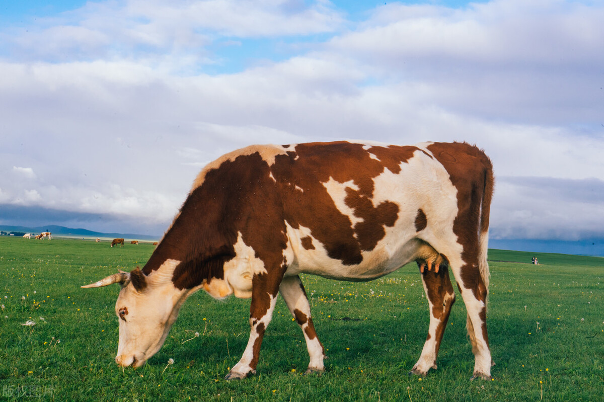 牛价行情牛肉,牛价格养牛最新行情