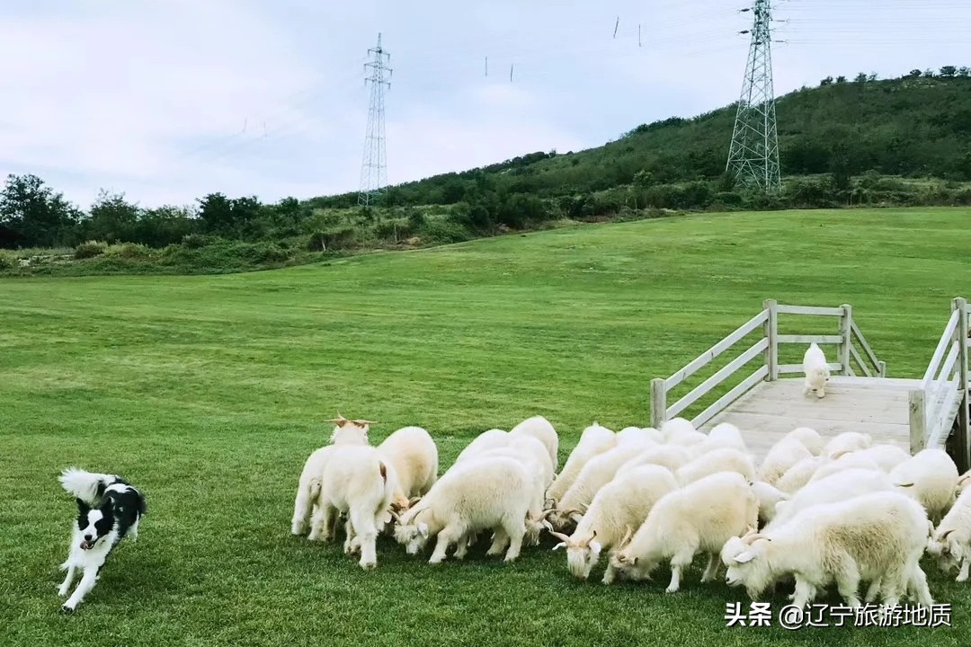 大连呼伦贝尔草原风景,大连呼伦贝尔大草原