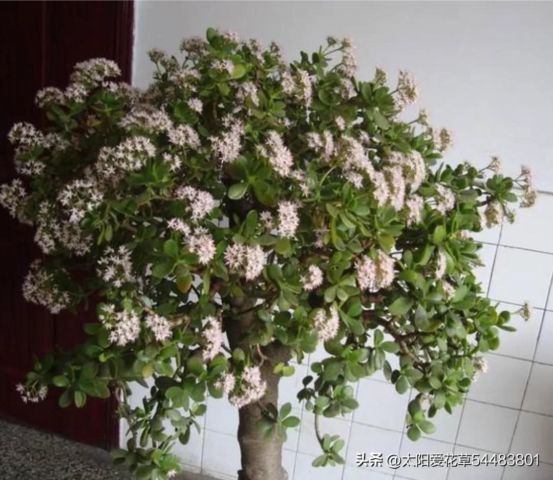 5种“大型盆栽”，寓意吉祥，客厅养一盆霸气十足，四季郁郁葱葱