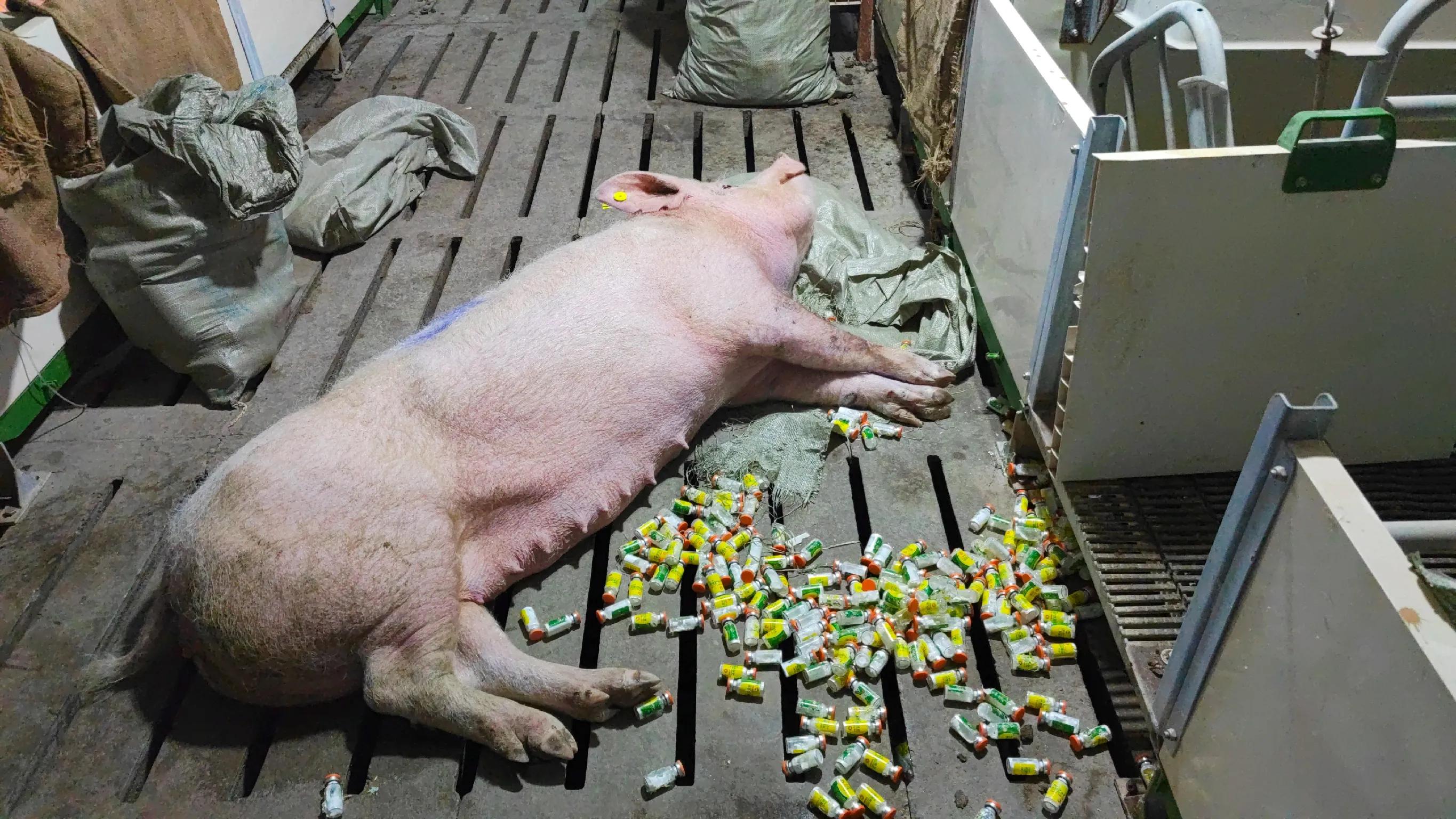 猪脱宫、脱肛、肢体疾病，穴位封闭注射效果好