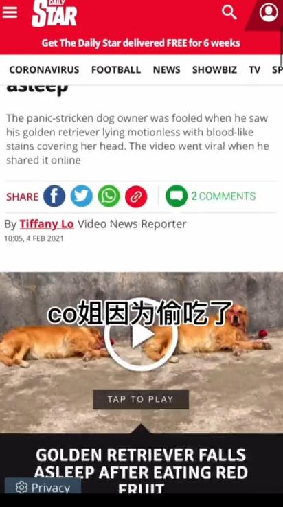 网红金毛coco到底是得了什么病,金毛coco离世原视频