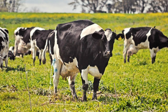 十个看似不真实但却真实存在的动物事实