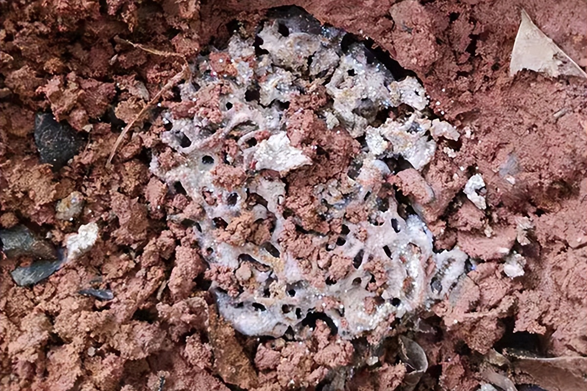 有白蚁房子拆了重建怎么防治白蚁,白蚁家里如何防治