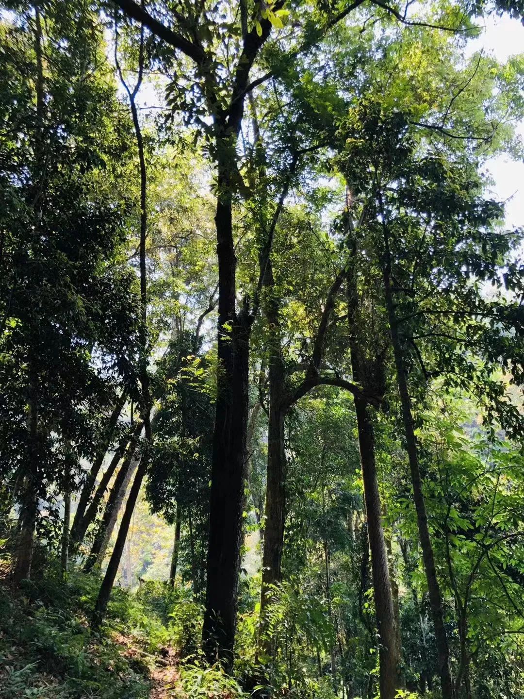 高山云雾出好茶云南,云南茶区哪种茶最好