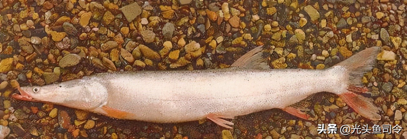 钓鱼钓到保护鱼种放了违法吗,钓鱼犯法的鱼类有哪些种类