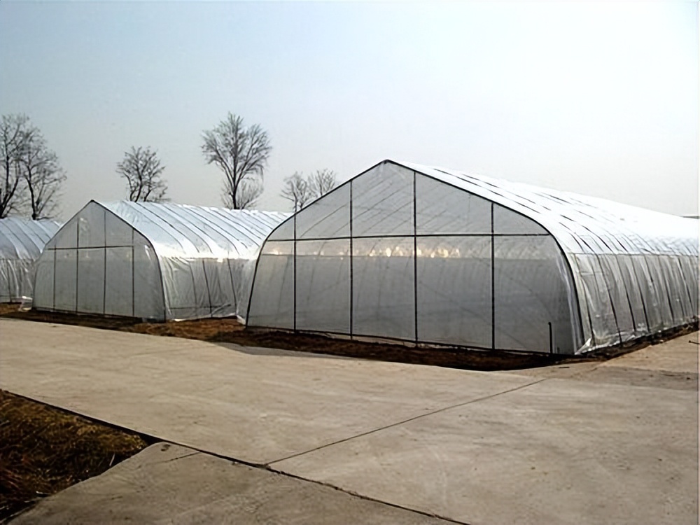 黑龙江水稻返青期管理,水稻秧苗冷害