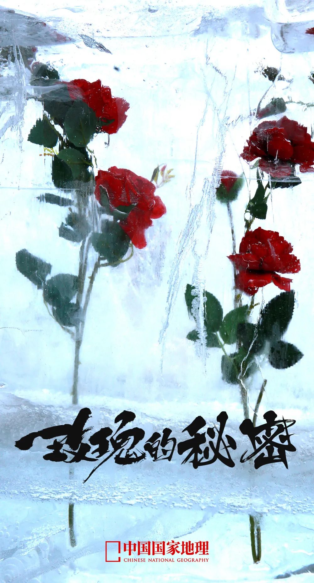 玫瑰和月季的所有种类,比较经典的玫瑰花型月季