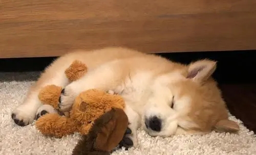 硫磺皂能给小狗狗洗澡吗,一个月的小狗狗能喝纯牛奶吗