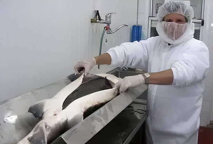 鱼子酱25万一小勺,顶级鱼子酱为什么这么贵