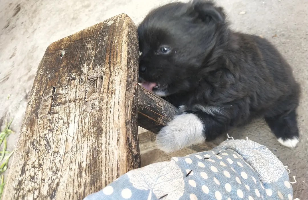 四脚白的狗能要吗,戴孝狗进家