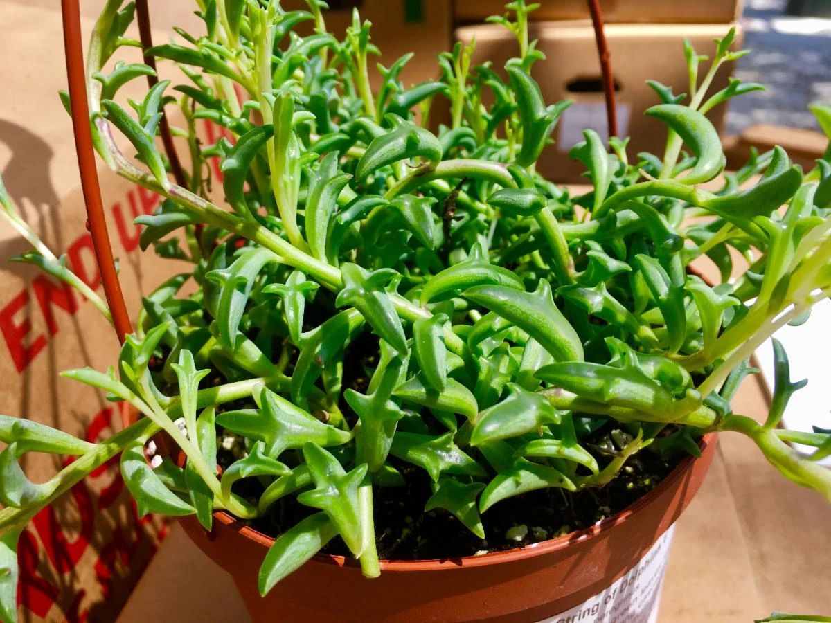 女子8年种多肉成多肉界天花板,100种多肉造型图