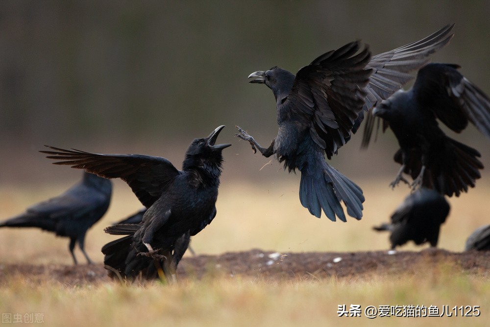 日本见闻,日本见闻录
