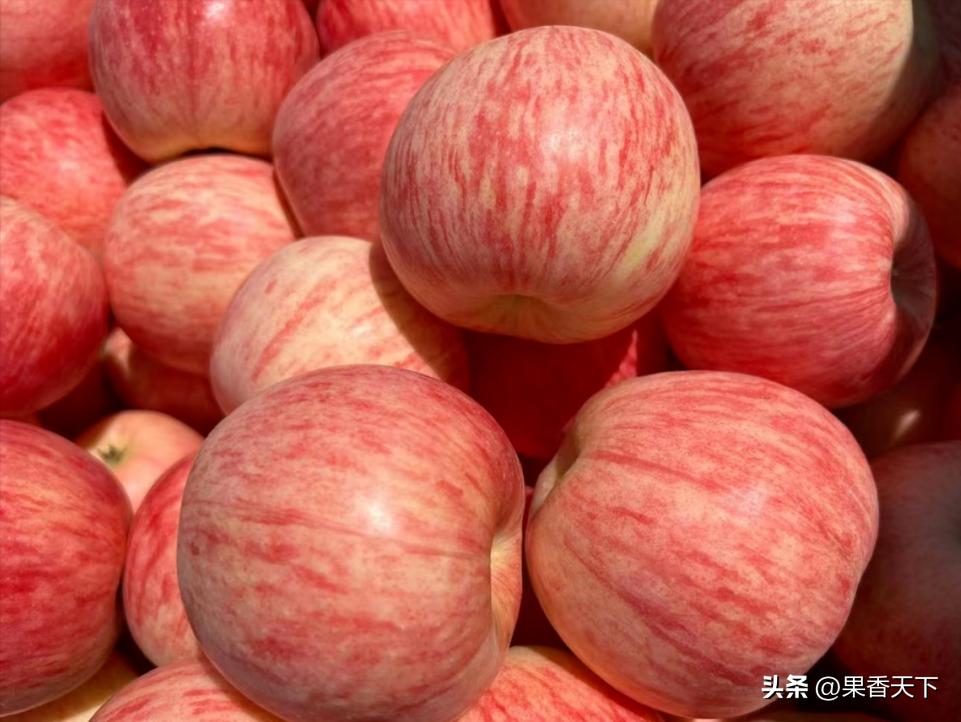 众成三号苹果新品种,最新最全苹果新品种
