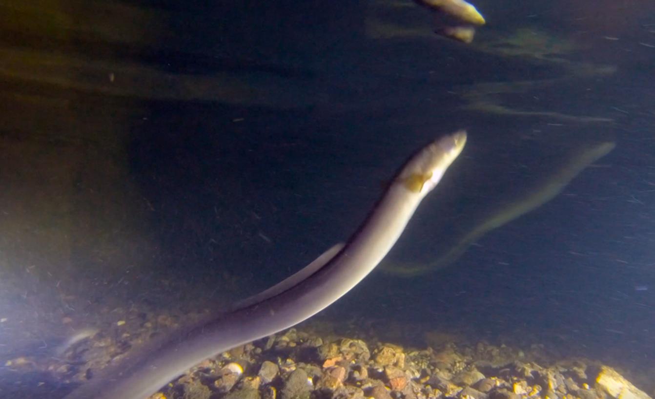 天马一季度业绩,一季度利润大增半导体龙头
