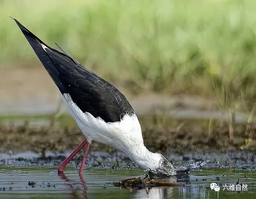 现实版鹬蚌相争蚌夹住小鸟脚,现实版鹬蚌相争河蚌夹住小鸟脚