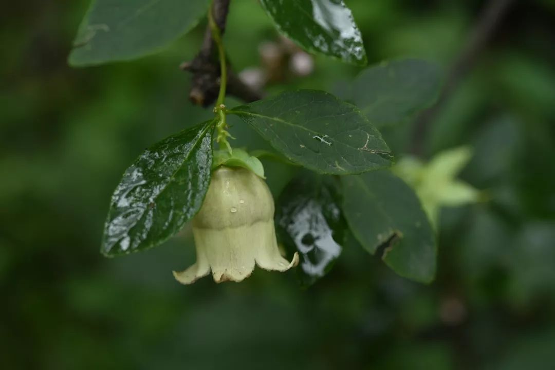 150种常见药用植物大全,150余种常见药用植物花期组图