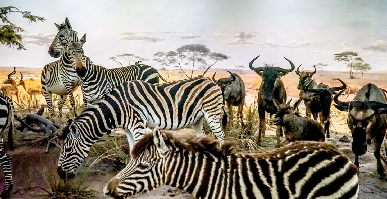 非洲草原上的“粮库”角马，社交与繁殖方式，都十分奇特