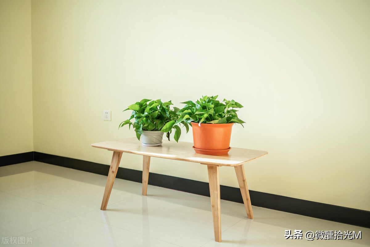 新装修的房子除甲醛，选对这10种绿植，拥有清新健康环境