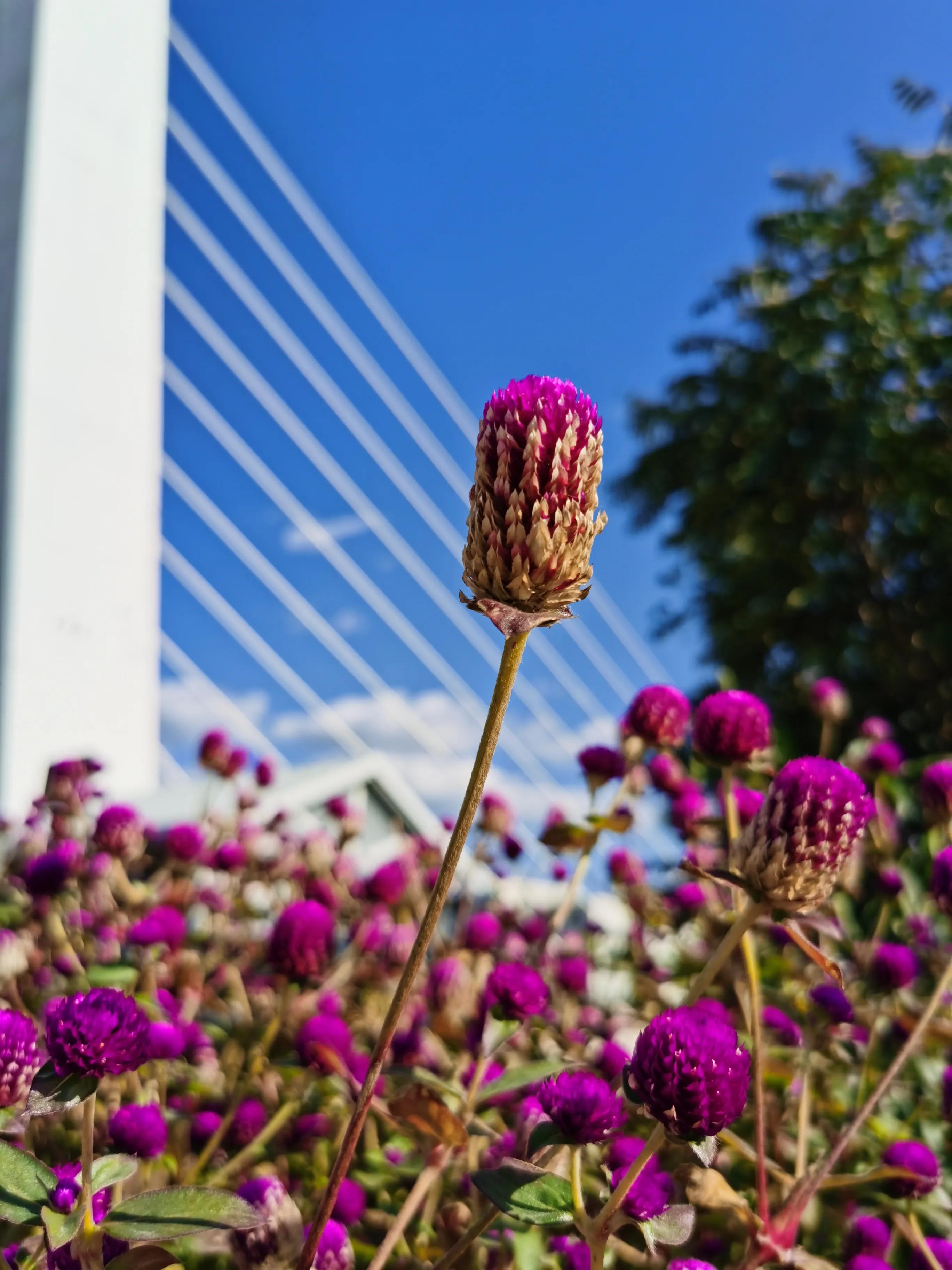 100种迷人的“数字花”,从零到一百万,真是太神奇了