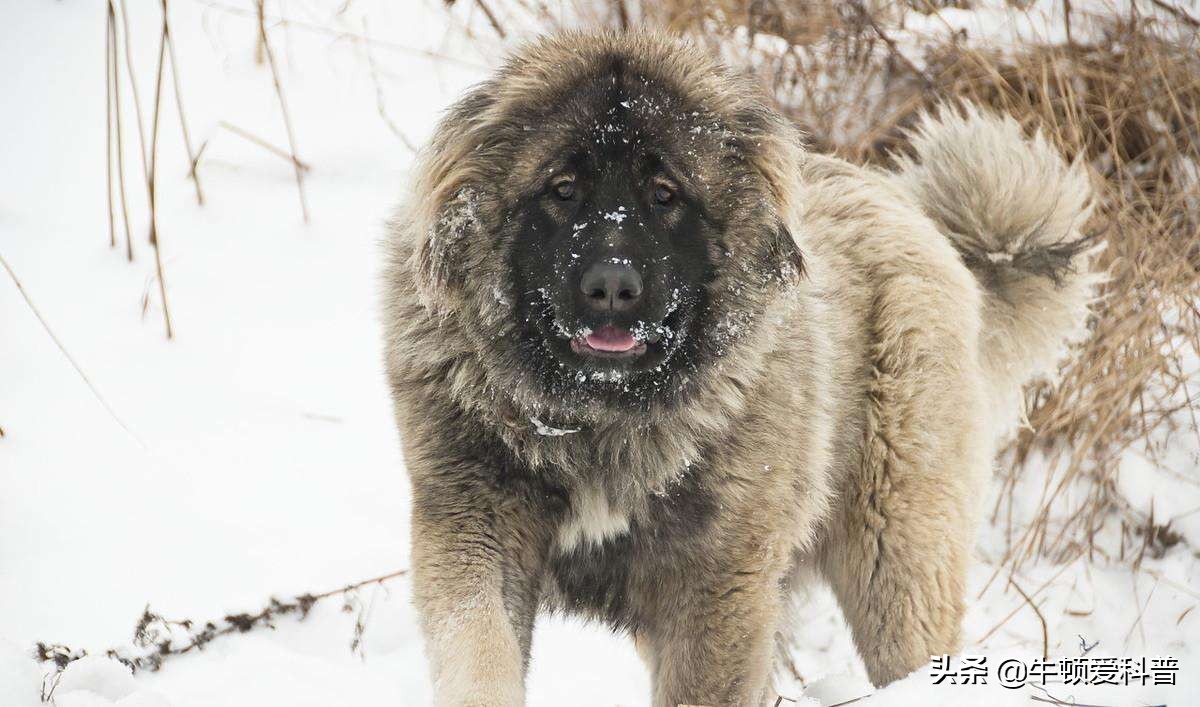 世界十大猛犬藏獒排第二名,世界上最大的藏獒巨獒图片