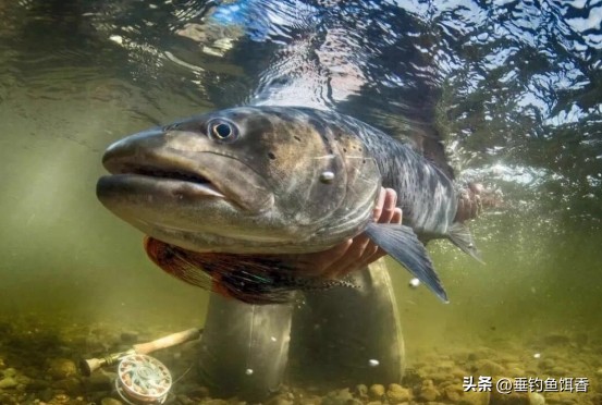 喀纳斯湖巨型哲罗鲑为什么捕不到,大型哲罗鲑冷水性鱼类图片