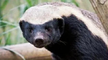 蜜獾不大但敢与狮子鬣狗抗衡,蜜獾的撕咬能力和防御能力