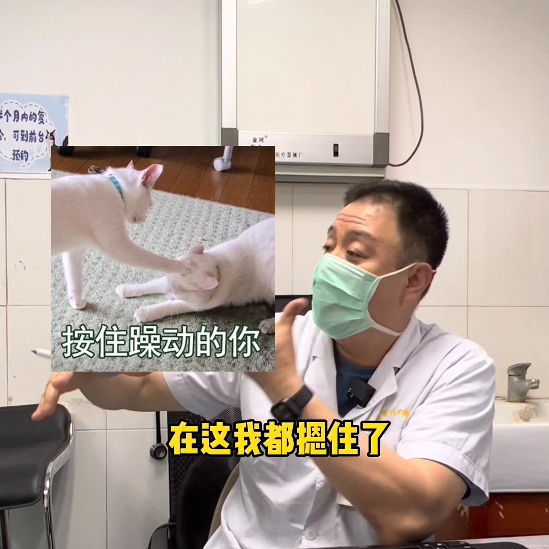 猫尿频和尿闭如何区分,猫尿频和尿闭跟猫粮有关系吗