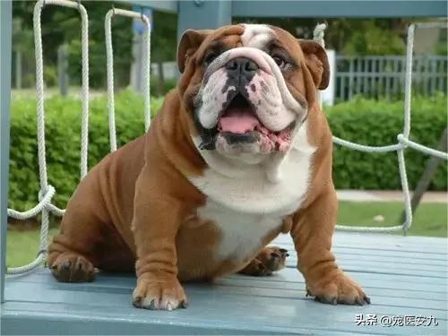 狗狗癫痫过后怎么让它安静下来,狗狗得了癫痫吃什么营养品较好