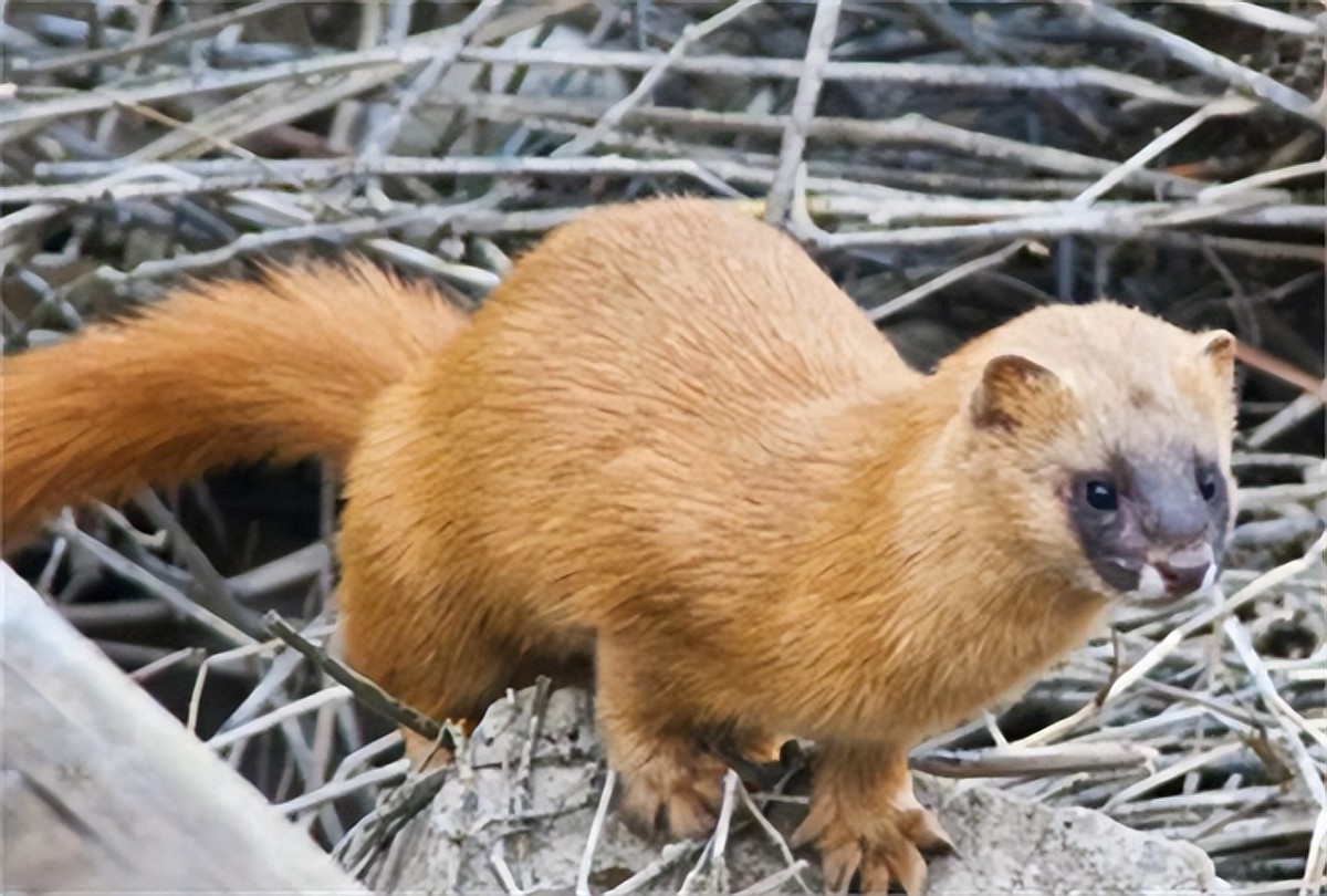 黄鼠狼为什么不能叫黄鼠狼,黄鼠狼到底有没有科学依据