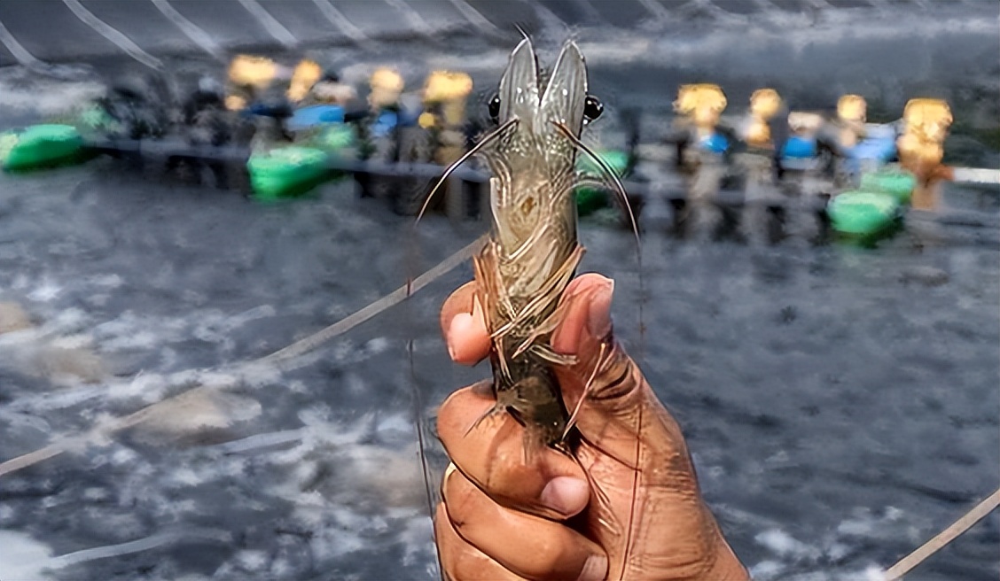 对虾养殖的碳氮磷比,对虾溶氧与产量的关系