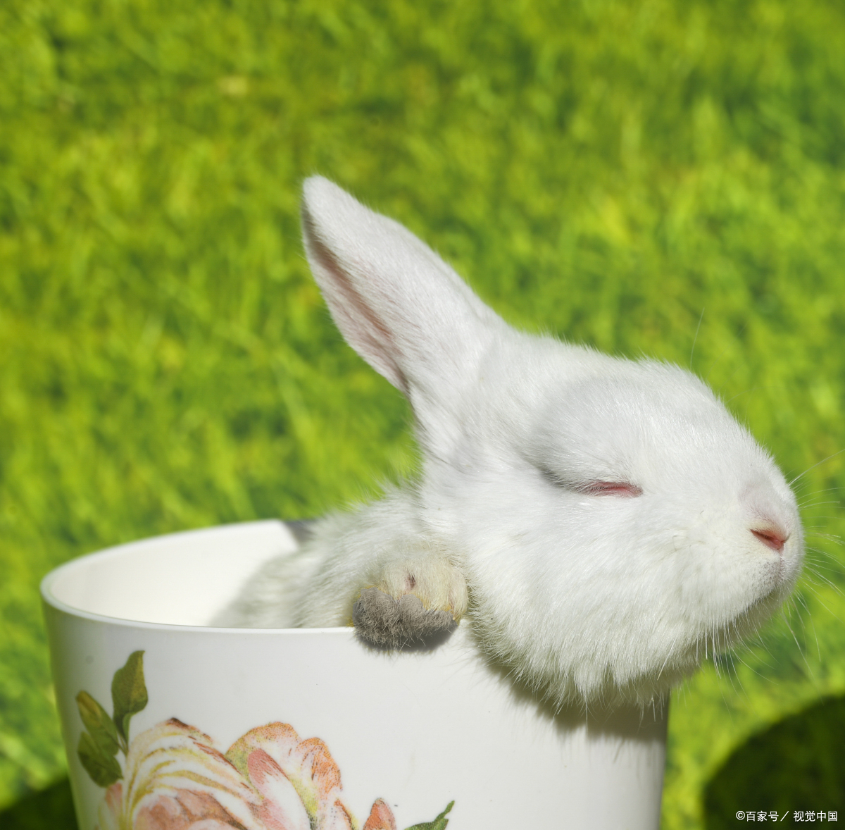 兔子不能洗澡怎么回事,兔子不能洗澡用什么清理