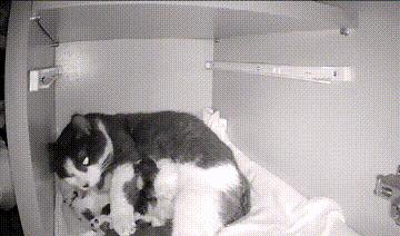 一只小流浪猫一直在小区门口,门口突然来了一只猫不停的叫