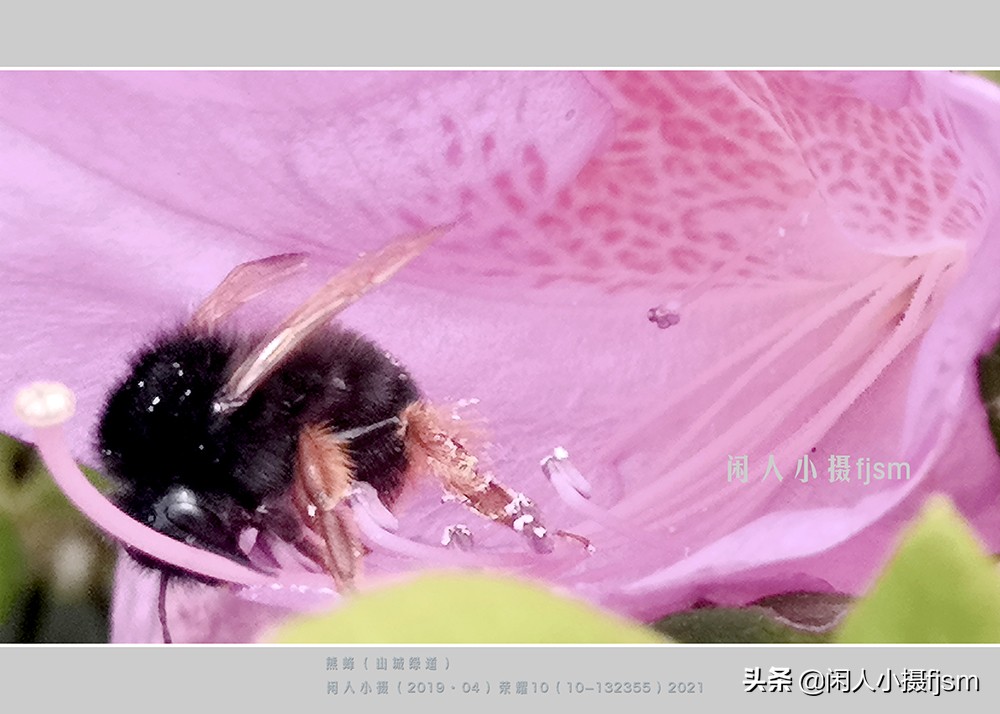 近距离拍摄昆虫小动物,常见昆虫微距摄影活动