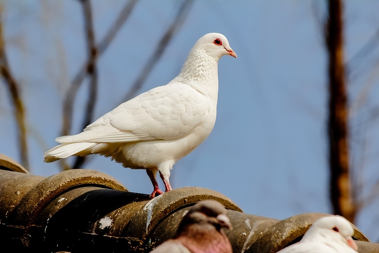 小学英语单词打卡,小学英语单词打卡小视频