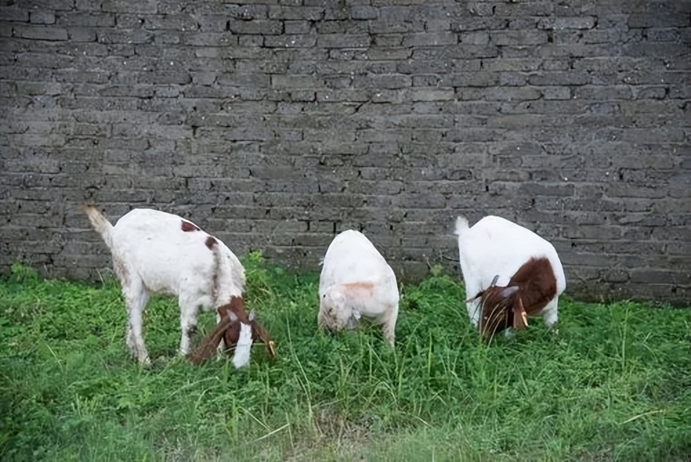 夏天羊不吃食没精神怎么治,天热羊不好好吃草怎么办
