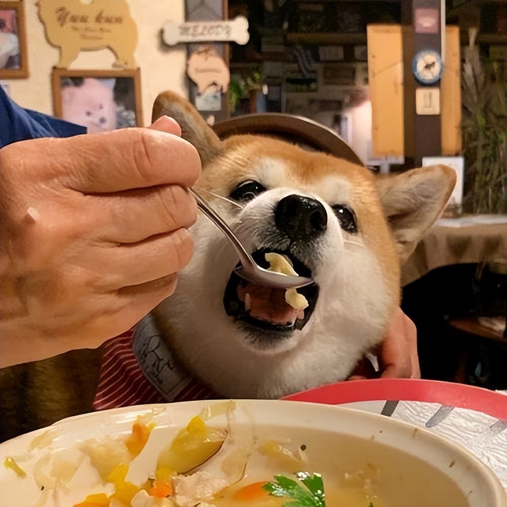 经常吃这些,让狗狗毛发获得“新生”,铲屎的还不赶紧喂!