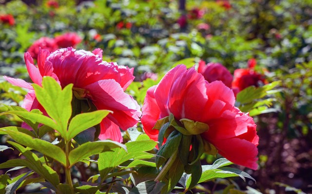 最美的国花牡丹,美丽壮观的国花牡丹