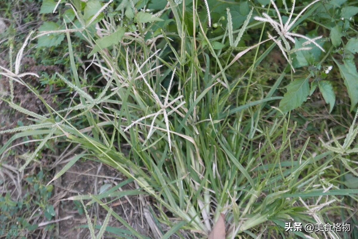 牛筋草煮鸡蛋的功效与作用科学吗,牛筋草煮鸡蛋农村生活