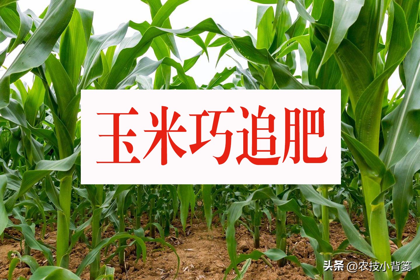 种玉米追几次肥什么时间追肥好,玉米追肥期追什么肥最好